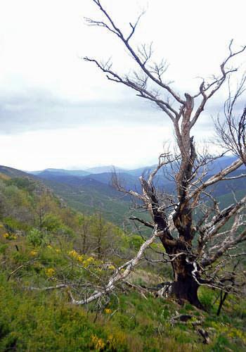 Short Trails and hikes in the Cevennes