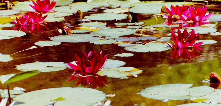 Parc and botanical garden "La Bambouseraie"