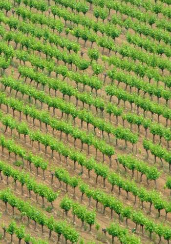 Viniculture in the Provence
